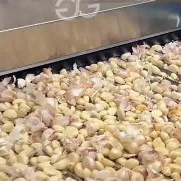 Garlic Processing Factory Setup