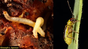 Corn Rootworm: Bt Resistance and Management Recommendations for Illinois - farmdoc