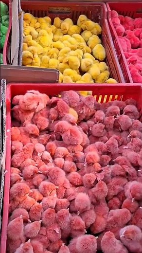 cute Colorful Chicks