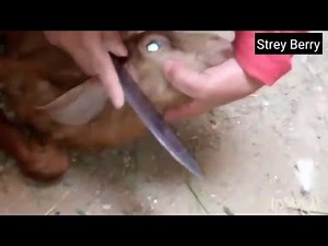 Lady slaughter chicken educational video2022😮⁦❤️⁩