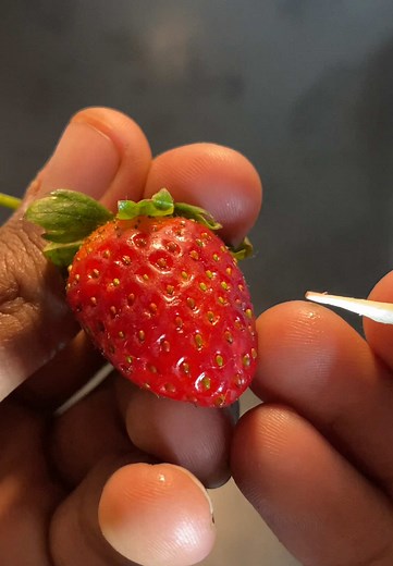 How to Grow Strawberry Plants from Seeds