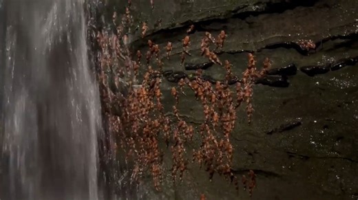 11K views · 106 reactions | Rare "climbing" behavior of bumblebee catfish was documented by Brazilian researchers. The phenomenon was attributed to fish migrating upriver to spawn. | USA TODAY | Facebook