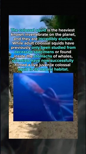 Colossal Squid caught Mar, 2025