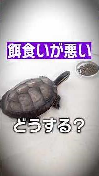[Turtle Care] What are the causes and solutions when a turtle is eating poorly? Stress? Insuffici...