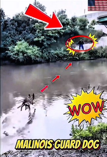 Love dogs and training? 🐾 Share your best moments or training tips with your furry buddy! Let’s spread the passion for our four-legged heroes! 💪🐶 #dogtraining #k9training #doglover #malinois #rottweiler