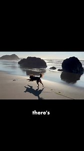 8K views · 205 reactions | How to train your dog with zero effort!...