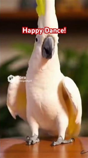 Funny dancing birds x Everybody Dance Now #funnyanimals #cutebirds