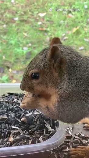 Squirrels: Cute but Secret Engineers!