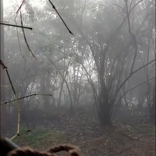 161K views · 1.6K reactions | To prevent animal infestation, a man built a bird nest shelter in the forest to camp overnight #bushcraft #building #camp #camping#survival #shelter #wildlife #outdoors #outdoor #viral#foryou | Geo Stone Декоративен камен | Facebook