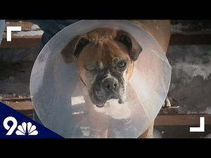 Owner fights off mountain lion that attacked dog in Estes Park