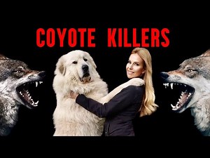 COYOTE KILLERS - TOP 5 DOGS who can STOP Coyotes - Caucasian Shepherd, Kangal, Great Pyrenees
