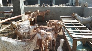 Goat behavior during Heat period | Sidhu goat farm