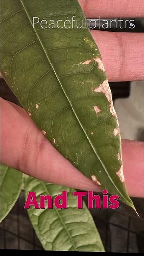 Money Tree Thirps Infestation: How to Identify & Treat Your Money Tree #houseplants #plants