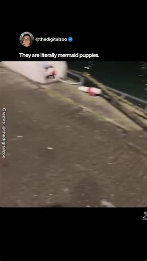 Sri Muniandy on Instagram: "Seals look like they were designed to win humans over. Big eyes. Soft bodies. Curious energy. They follow boats, investigate divers, and pop up just to watch. It feels like friendliness, but it’s really something deeper, intelligence paired with social curiosity. Data Bite Seals are highly intelligent marine mammals with strong social learning abilities. Like dogs, they use facial cues, vocalizations, and play behavior to explore their environment and build social bon