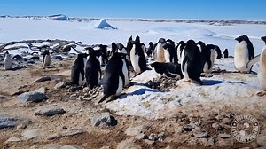 7.2K views · 193 reactions | Seabird scientists are monitoring for signs of avian influenza in East Antarctica this summer using ground surveys, remotely operated cameras, drones and GPS tracking to look for physical symptoms and changes in behaviour and numbers. Learn more  https://www.antarctica.gov.au/news/2024/monitoring-for-avian-influenza-in-east-antarctica/ | Australian Antarctic Program | Facebook
