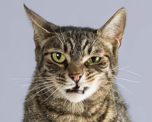 How Your Cat's Behavior Changes With Age - Cuteness