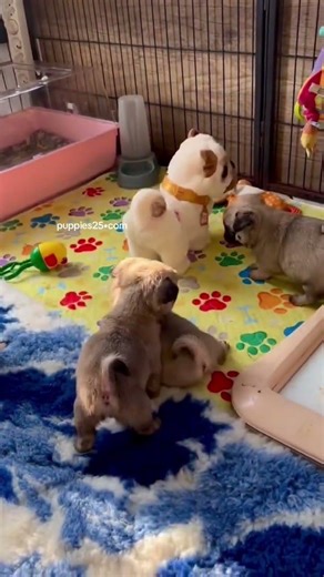 Pug Babies ❤️🫠💟