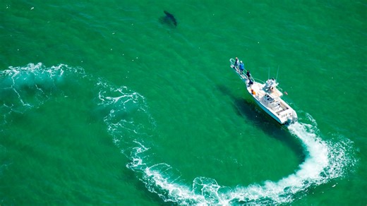 ‘We know they're here': White sharks are back off Cape Cod, experts say
