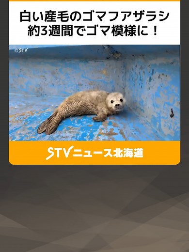 白い産毛のゴマフアザラシ 約3週間でゴマ模様に！ カメラに興味津々…可愛らしい姿 北海道稚内市 #稚内 #ゴマフアザラシ #赤ちゃん #TikTokでニュース