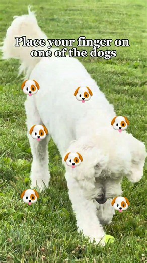 Place your finger on one of the dogs