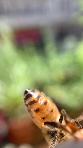 1.2K views | Did you know that this is a honeybee breathing in slow...