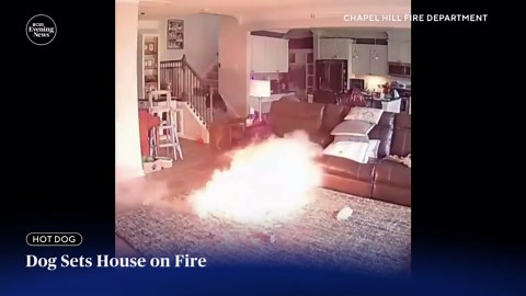 Dog starts house fire while chewing on battery