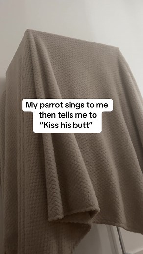 Funny Parrot Videos: African Grey's Hilarious Moments