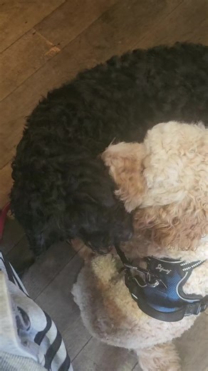 2 cockapoos to cute #cockerpoo #fyp #dogsotiktok #biscuit