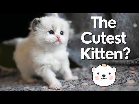 Ragdoll Kittens 4 Weeks Old 😻 So Cute!