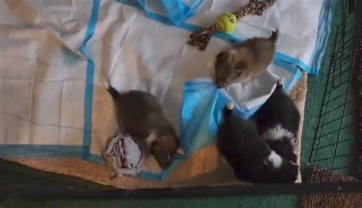 5.7K views · 237 reactions | The puppies are growing and becoming more active every day! If you are interested in finding out about the adoption process, visit our website. All 4 puppies will be available as well as their momma. https://www.illinoissheltierescue.com | Central Illinois Sheltie Rescue | Facebook