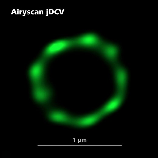 With Airyscan Joint Deconvolution (jDCV) super-resolution experiments benefit from an improved separation of single or multiple labels. The video shows a HeLa cell, 4× expanded and labelled with acetylated alpha tubulin (green). Courtesy of S. Zhang, Prof. Liou Yih-Cherng's lab, Singapore. Each of the 32 detector elements of Airyscan 2 has a slightly different view on the sample, providing additional spatial information that makes jDCV possible. This reduces the distance that can be resolved bet