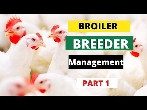 Management of Broiler Breeders | Part 1 |