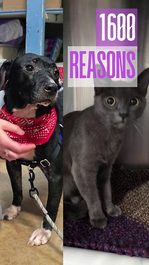 7.2K views · 130 reactions |  Behind the Scenes at the PEI Humane...