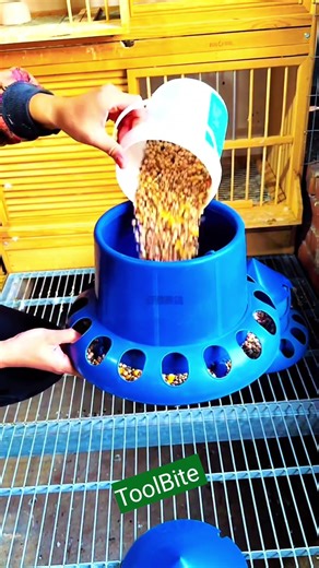 The Best DIY Pigeon Feeder Setup for Busy Keepers #chicken