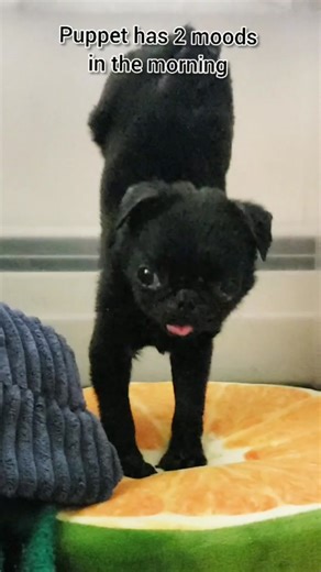 Adorable Talking Pug Puppet Morning Routine