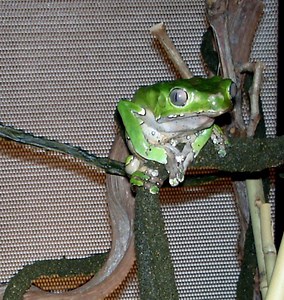How to Care for the Giant Waxy Monkey Tree Frog