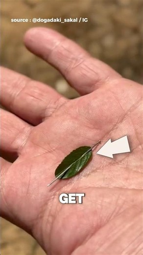 How to Make an Emergency Compass in the Wild #shorts #animatedstory