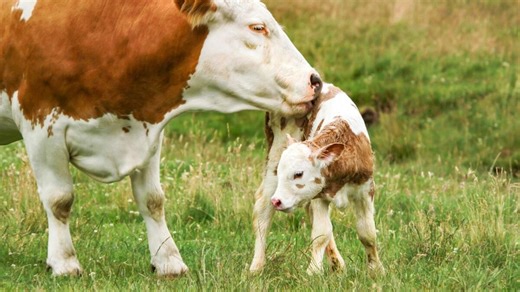 Sweet Cow Proudly Shows off Her First Baby to Her Human Mom