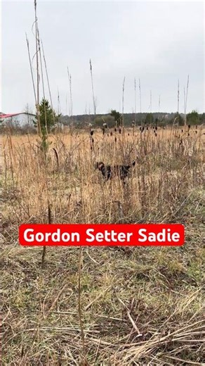 Hunting Gordon setter Sadie goes on point #gordonsetter