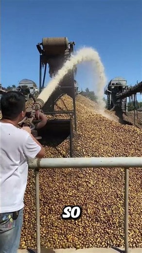 Preparatory work to ensure potato starch quality #statisfying #countrylife #food #farming