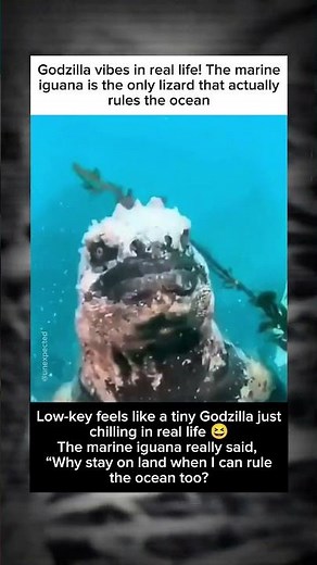 The Ocean’s Only Lizard King: Meet the Real-Life Godzilla