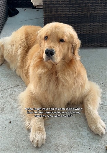 How to Get Your Dog to Come Inside Effortlessly