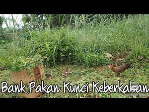 BANK PAKAN KUNCI KEBERKAHAN