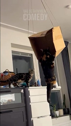 What The Hell Is This Cat Doing 😂🐱