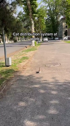 “You’re a cat owner now.” 🤷🏻‍♀️ H/t u/NICOLETTE_ANN via r/cats #catsoftiktok #cats #kitten #kitty