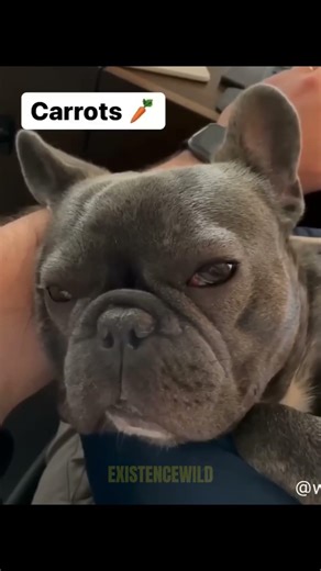 Try Not To Laugh These Dogs Will Break You #dogs #funnydogs #dogshorts
