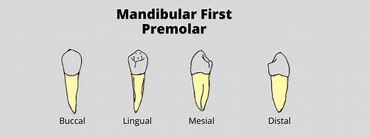 Mandibular First Premolar: Tooth Morphology | Dental Education Hub