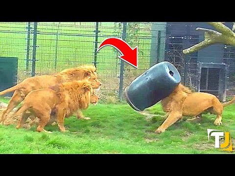 20 Times Animals Got Stuck In The Weirdest Places