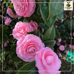 Pink Perfection Camellia Japonica Starter Plant - Elegant Double Pink Blooms - Etsy