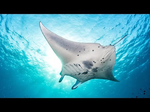 GIANT MANTA RAY: These rays can reach up to 29 feet wide | Oceana